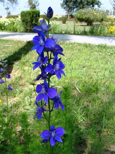 Inflorescence